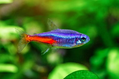 Yeşil, güzel bir tropikal tatlı su akvaryumu. Balıklı ve karidesli. Bitkiler ve tatlı su akvaryumunda neon tetra balığı..