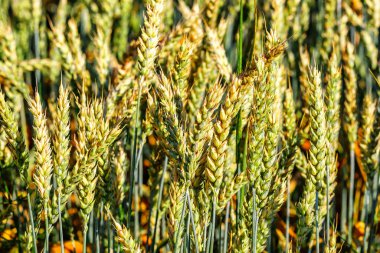 Genç yeşil mısır gevrekleri. Hasat edilebilir buğday tarlası. Mavi gökyüzü, beyaz bulutlar..