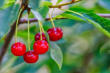Olgun kirazlar kiraz ağacının dalında yeşil zeminde asılı duruyor. Bahçedeki ağaçta olgun kırmızı kirazlar dalında. Damlalarla kiraz..