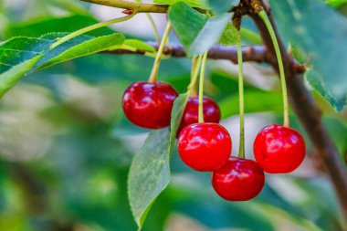 Olgun kirazlar kiraz ağacının dalında yeşil zeminde asılı duruyor. Bahçedeki ağaçta olgun kırmızı kirazlar dalında. Damlalarla kiraz..