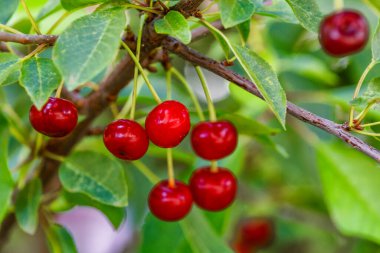 Olgun kirazlar kiraz ağacının dalında yeşil zeminde asılı duruyor. Bahçedeki ağaçta olgun kırmızı kirazlar dalında. Damlalarla kiraz..