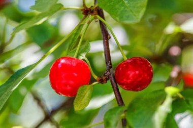 Olgun kirazlar kiraz ağacının dalında yeşil zeminde asılı duruyor. Bahçedeki ağaçta olgun kırmızı kirazlar dalında. Damlalarla kiraz..
