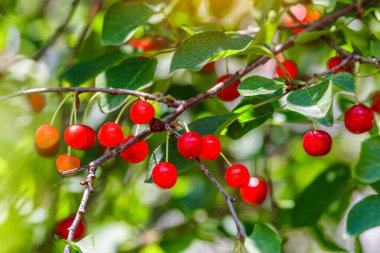 Olgun kirazlar kiraz ağacının dalında yeşil zeminde asılı duruyor. Bahçedeki ağaçta olgun kırmızı kirazlar dalında. Damlalarla kiraz..