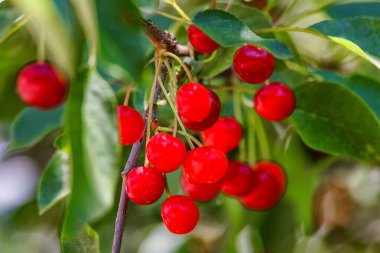 Olgun kirazlar kiraz ağacının dalında yeşil zeminde asılı duruyor. Bahçedeki ağaçta olgun kırmızı kirazlar dalında. Damlalarla kiraz..