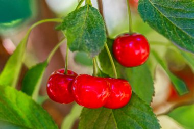 Olgun kirazlar kiraz ağacının dalında yeşil zeminde asılı duruyor. Bahçedeki ağaçta olgun kırmızı kirazlar dalında. Damlalarla kiraz..