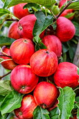 Ağaçta kırmızı elmalar. Toplamadan önce elma bahçesinde olgun elmalar. Elma bahçesi. Bir sepet elma. Sabah içkisi.