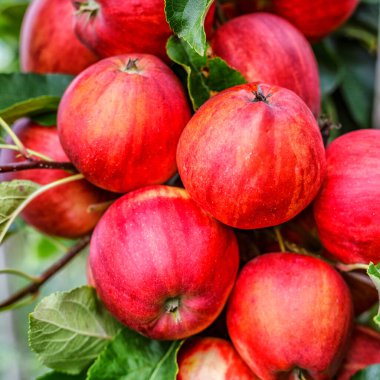 Ağaçta kırmızı elmalar. Toplamadan önce elma bahçesinde olgun elmalar. Elma bahçesi. Bir sepet elma. Sabah içkisi.
