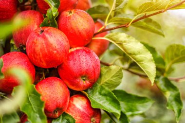 Ağaçta kırmızı elmalar. Toplamadan önce elma bahçesinde olgun elmalar. Elma bahçesi. Bir sepet elma. Sabah içkisi.