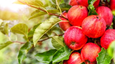 Ağaçta kırmızı elmalar. Toplamadan önce elma bahçesinde olgun elmalar. Elma bahçesi. Bir sepet elma. Sabah içkisi.