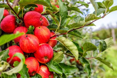 Ağaçta kırmızı elmalar. Toplamadan önce elma bahçesinde olgun elmalar. Elma bahçesi. Bir sepet elma. Sabah içkisi.