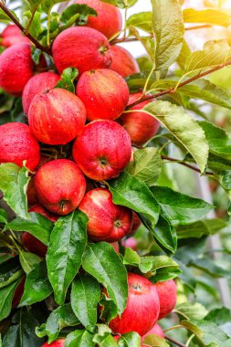 Ağaçta kırmızı elmalar. Toplamadan önce elma bahçesinde olgun elmalar. Elma bahçesi. Bir sepet elma. Sabah içkisi.