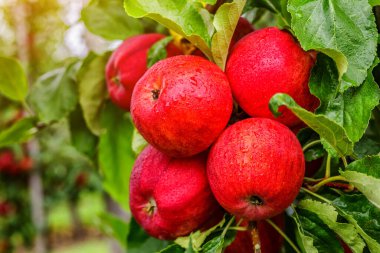 Ağaçta kırmızı elmalar. Toplamadan önce elma bahçesinde olgun elmalar. Elma bahçesi. Bir sepet elma. Sabah içkisi.