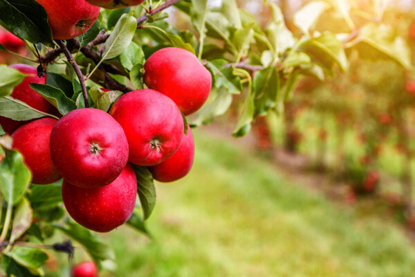 Яблоневый сад с красными спелыми яблоками на ветвях.
