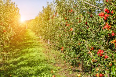 Dalların üzerinde kırmızı olgun elmalar olan elma bahçesi. Mavi bir gökyüzünün altında toplanmaya hazır iki sıra elma ağacı. Sabah şerbeti.