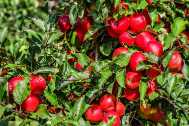 Ağaçta kırmızı elmalar. Toplamadan önce elma bahçesinde olgun elmalar. Elma bahçesi. Bir sepet elma. Sabah içkisi.