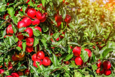Ağaçta kırmızı elmalar. Toplamadan önce elma bahçesinde olgun elmalar. Elma bahçesi. Bir sepet elma. Sabah içkisi.