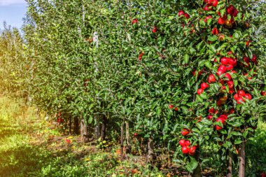 Dalların üzerinde kırmızı olgun elmalar olan elma bahçesi. Mavi bir gökyüzünün altında toplanmaya hazır iki sıra elma ağacı. Sabah şerbeti.