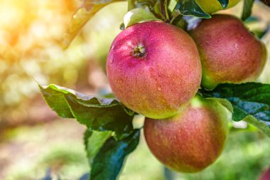 Ağaçtaki elmalar. Elma bahçesindeki olgun elmalar hasat edilmeden önce. Elma bahçesi. Bir sepet elma. Sabah içkisi.