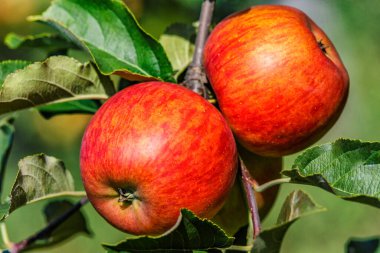 Ağaçta kırmızı elmalar. Toplamadan önce elma bahçesinde olgun elmalar. Elma bahçesi. Bir sepet elma. Sabah içkisi.