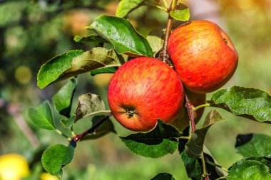 Ağaçta kırmızı elmalar. Toplamadan önce elma bahçesinde olgun elmalar. Elma bahçesi. Bir sepet elma. Sabah içkisi.