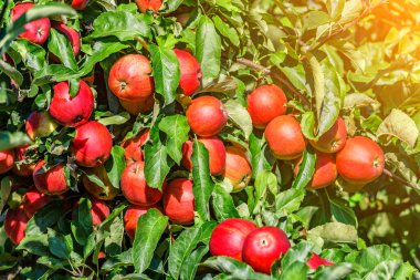 Ağaçta kırmızı elmalar. Toplamadan önce elma bahçesinde olgun elmalar. Elma bahçesi. Bir sepet elma. Sabah içkisi.