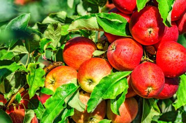Ağaçta kırmızı elmalar. Toplamadan önce elma bahçesinde olgun elmalar. Elma bahçesi. Bir sepet elma. Sabah içkisi.