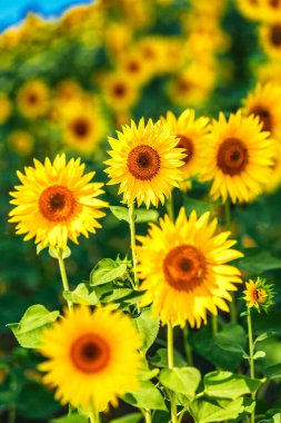 Gökyüzüne karşı sarı ayçiçekleri olan tarım tarlası. Ayçiçeği tarlası. Altın gün batımı. Ayçiçeği yakın çekim. Grarian endüstrisi. Tarım arazisinin fotoğrafı. Çiçek resmi.