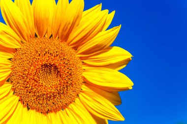 Gökyüzüne karşı sarı ayçiçekleri olan tarım tarlası. Ayçiçeği tarlası. Altın gün batımı. Ayçiçeği yakın çekim. Grarian endüstrisi. Tarım arazisinin fotoğrafı. Çiçek resmi.