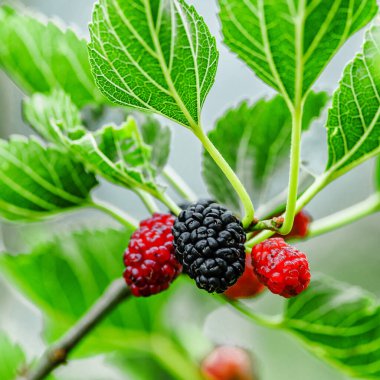 Ağaç dalında taze dut, yeşil ve kırmızı dut. Dut ağacının meyveleri. Yaz hasadı. Doğanın armağanları