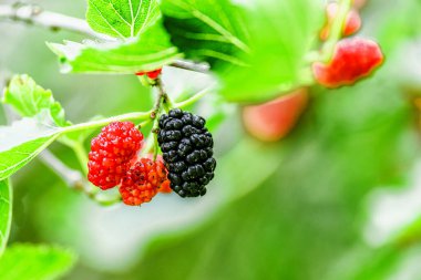 Ağaç dalında taze dut, yeşil ve kırmızı dut. Dut ağacının meyveleri. Yaz hasadı. Doğanın armağanları
