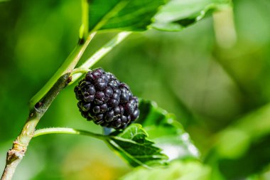 Ağaç dalında taze dut, yeşil ve kırmızı dut. Dut ağacının meyveleri. Yaz hasadı. Doğanın armağanları