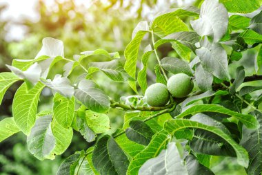 Ceviz (Juglans) Ağaçta meyveler. Ağaçta olgunlaşmamış yeşil cevizler.