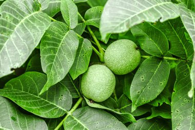 Ceviz (Juglans) Ağaçta meyveler. Ağaçta olgunlaşmamış yeşil cevizler.