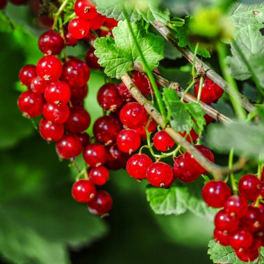 Arkaplanda yeşil yapraklı olgun kırmızı üzümler. Olgunlaşmış kırmızı frenk üzümü..