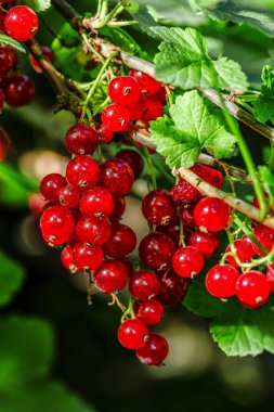 Arkaplanda yeşil yapraklı olgun kırmızı üzümler. Olgunlaşmış kırmızı frenk üzümü..