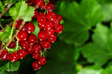Arkaplanda yeşil yapraklı olgun kırmızı üzümler. Olgunlaşmış kırmızı frenk üzümü..