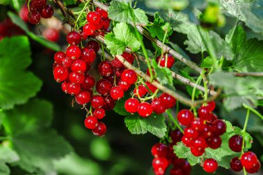 Arkaplanda yeşil yapraklı olgun kırmızı üzümler. Olgunlaşmış kırmızı frenk üzümü..