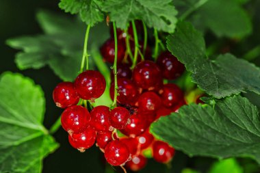 Arkaplanda yeşil yapraklı olgun kırmızı üzümler. Olgunlaşmış kırmızı frenk üzümü..