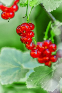 Arkaplanda yeşil yapraklı olgun kırmızı üzümler. Olgunlaşmış kırmızı frenk üzümü..