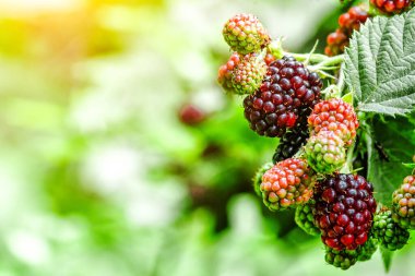 Yeşil yapraklı bir dalda bir sürü olgun böğürtlen meyvesi. Bahçede ya da ormanda olgun böğürtlen meyveleri.. 