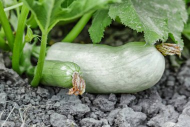 Balkabağı yakından bak. Çiçekli bir tarlada yetişen bir kabak. Bir tarla manzarası. Sonbahar Ekim. 