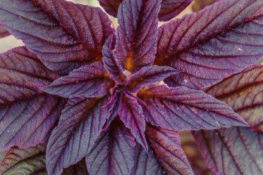 Amaranthus Cruentus, bahçedeki kırmızı amaranth. Güzel çiçekler. Amaranthaceae
