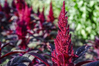 Amaranthus Cruentus, bahçedeki kırmızı amaranth. Güzel çiçekler. Amaranthaceae