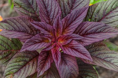Amaranthus Cruentus, bahçedeki kırmızı amaranth. Güzel çiçekler. Amaranthaceae