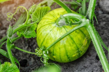 Balkabağım yakınlaş. Bahçede kabak yetiştiriyorum. Tarla manzarası. Bahçede yetişen turuncu balkabakları. Sonbahar Ekim. 