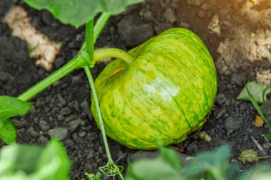 Balkabağım yakınlaş. Bahçede kabak yetiştiriyorum. Tarla manzarası. Bahçede yetişen turuncu balkabakları. Sonbahar Ekim. 
