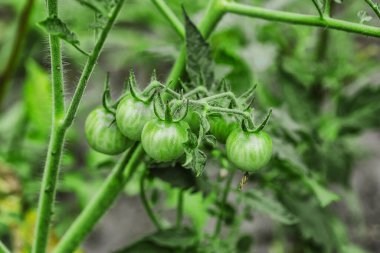 Growing tomatoes in a greenhouse.Tomatoes in an ecological garden with mulching and biodegradable link.Growing healthy vegetables. clipart