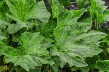 Balkabağım yakınlaş. Bahçede kabak yetiştiriyorum. Tarla manzarası. Bahçede yetişen turuncu balkabakları. Sonbahar Ekim. 