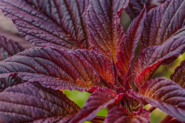 Amaranthus cruentus, red amaranth in garden.Beautiful flowers. Amaranthaceae clipart