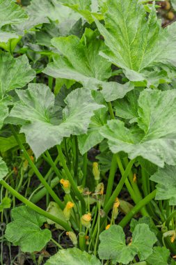Balkabağım yakınlaş. Bahçede kabak yetiştiriyorum. Tarla manzarası. Bahçede yetişen turuncu balkabakları. Sonbahar Ekim. 